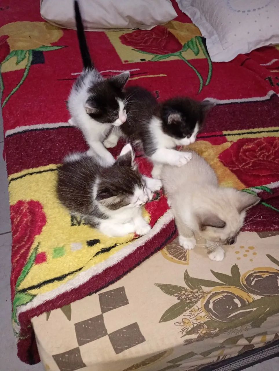 Doação de gatinhos - Foto 2