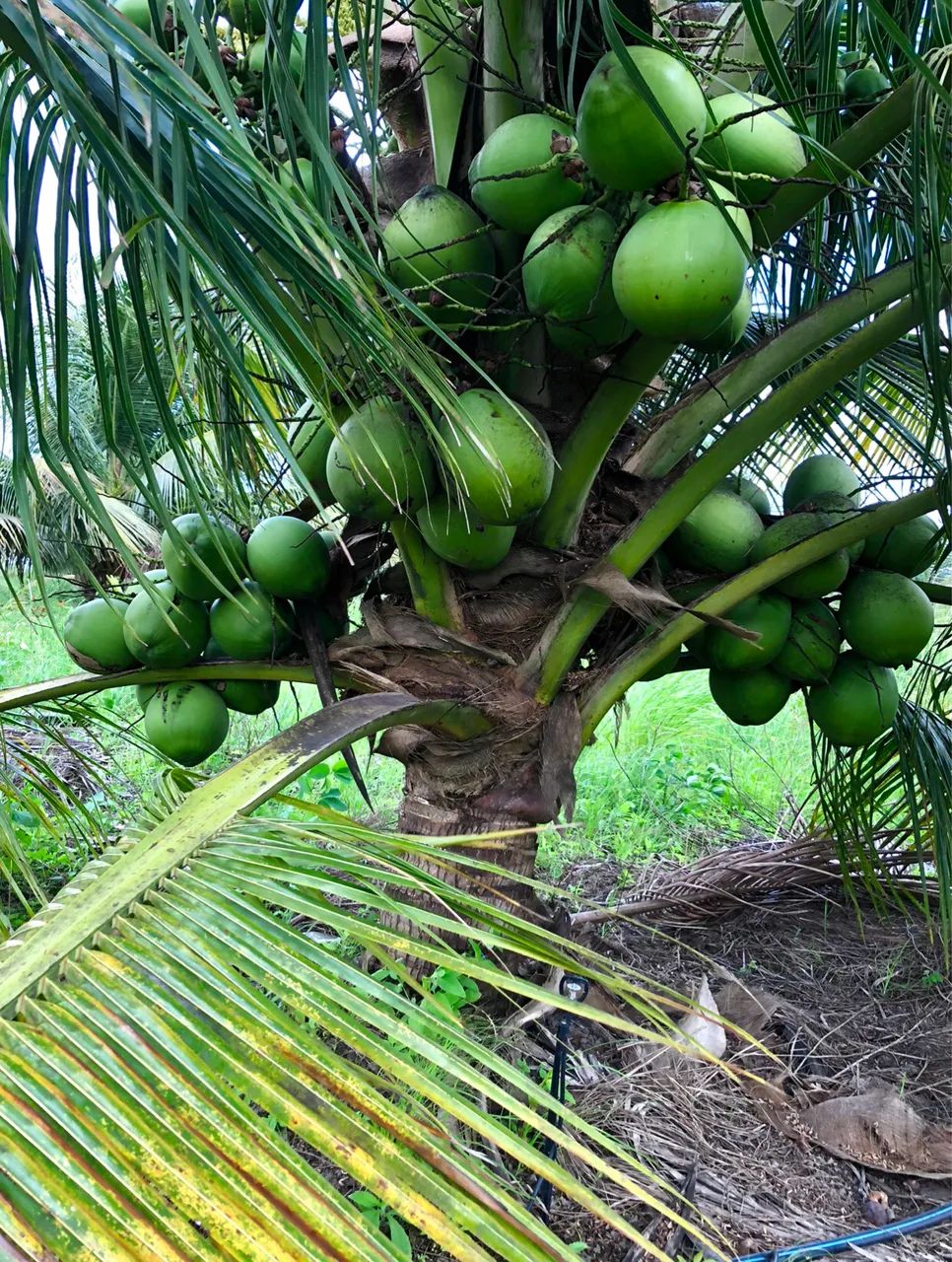 Mudas de coco anão legítimo - Foto 2