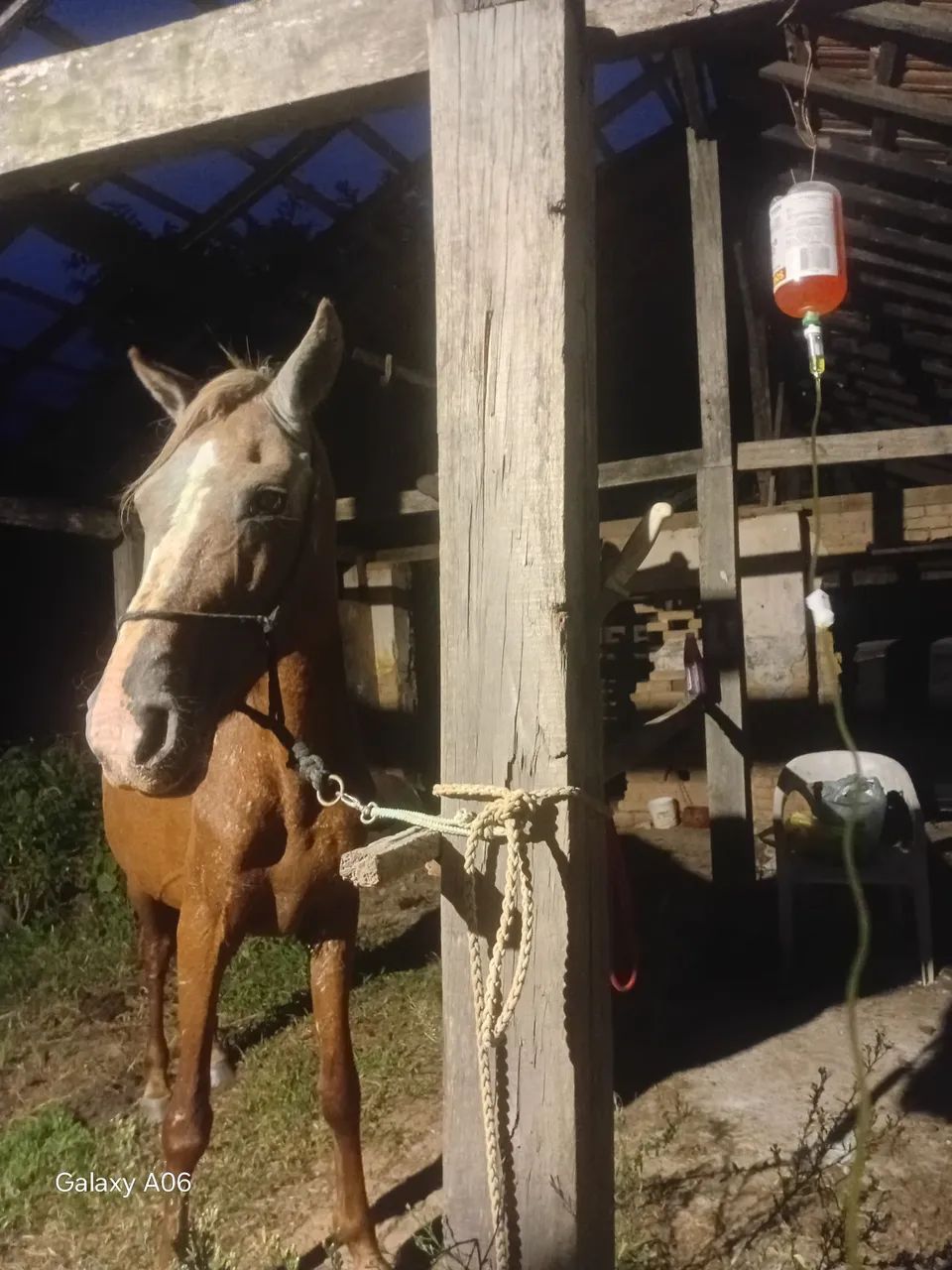 Egua madura  - Foto 2