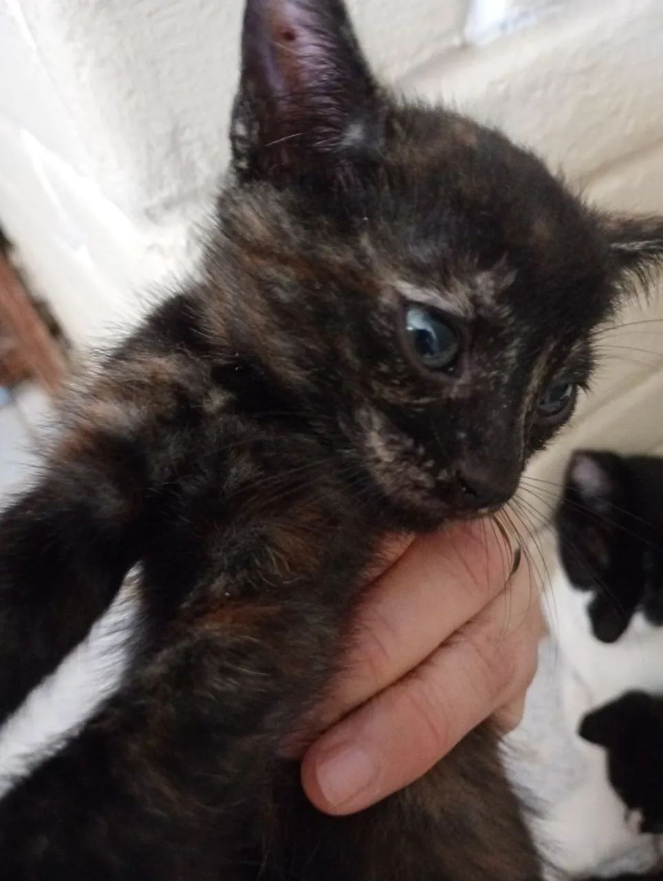 Gatinha para doação  - Foto 2