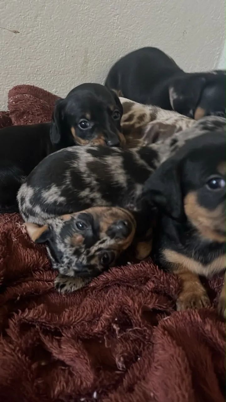 Dachshund (salsicha) - Foto 5