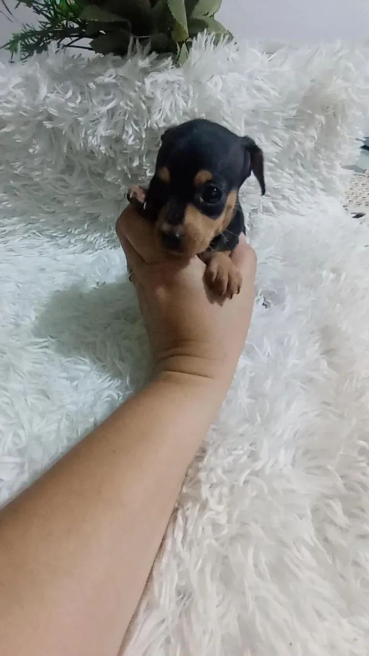 Pinscher zerinho macho( perfeito) - Foto 3