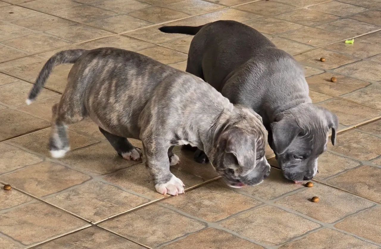 American Bully Pocket - Foto 4