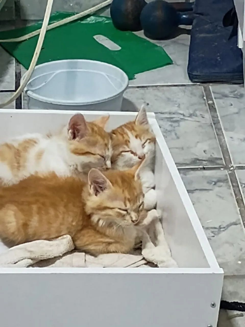 Doação de gatinhos - Foto 3