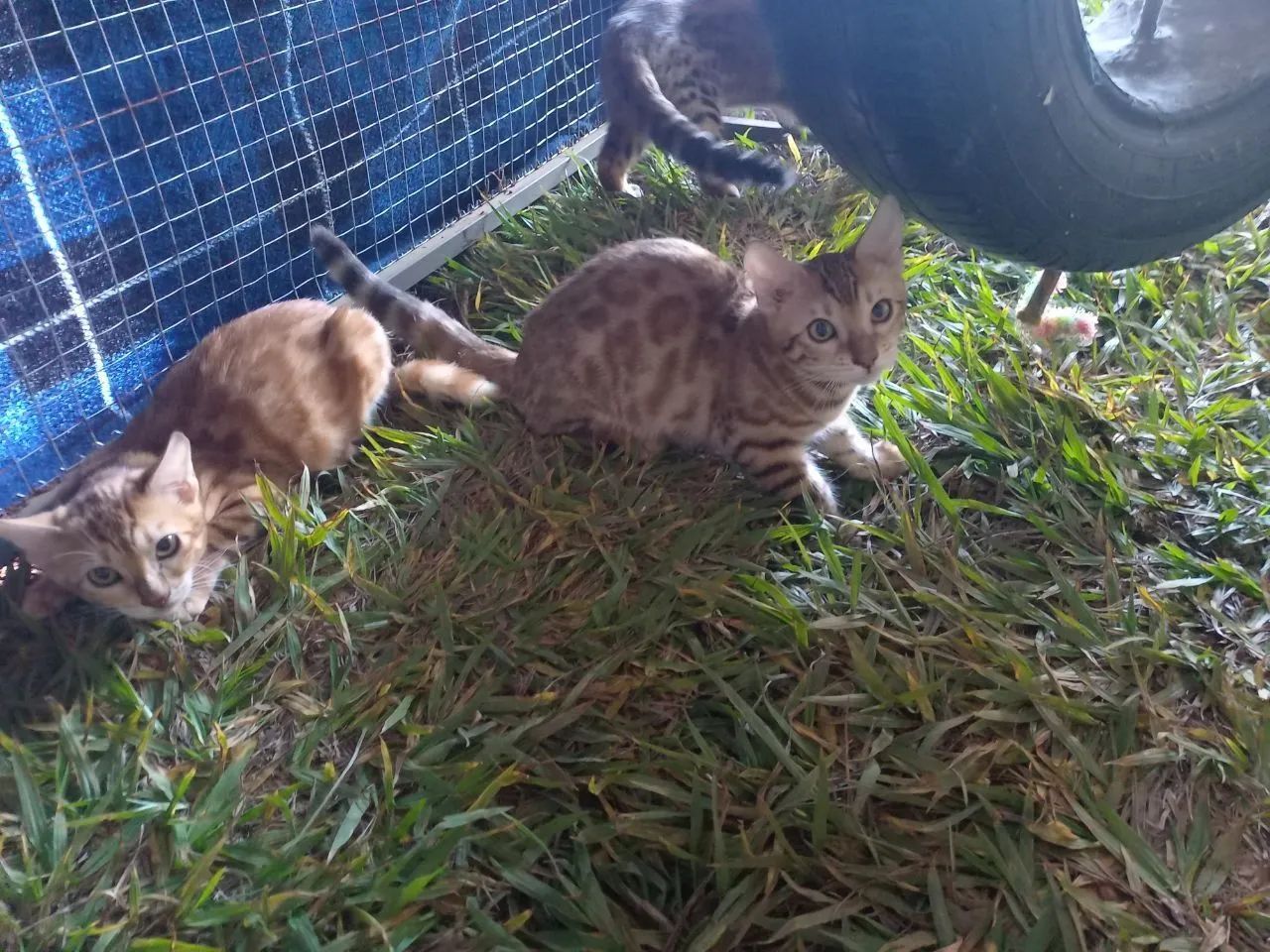 BENGAL c pedigree Tropicats  - Foto 4