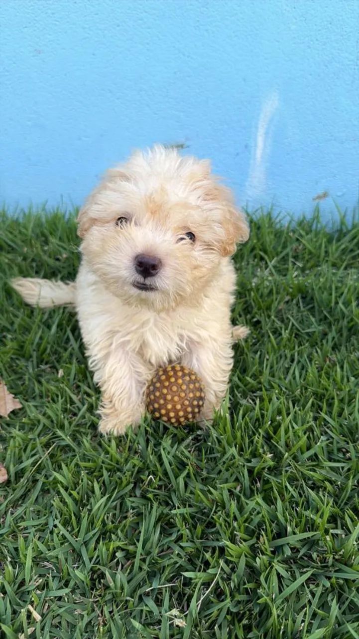 Lhasa Apso macho e fêmea  - Foto 2