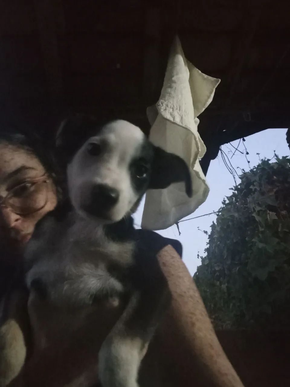 cachorrinhos pra te conquistar ? - Foto 4