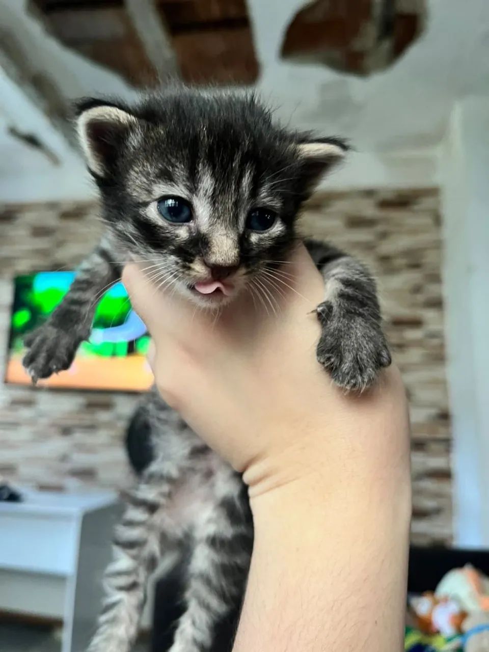Adoção de Gatinhos - Foto 2