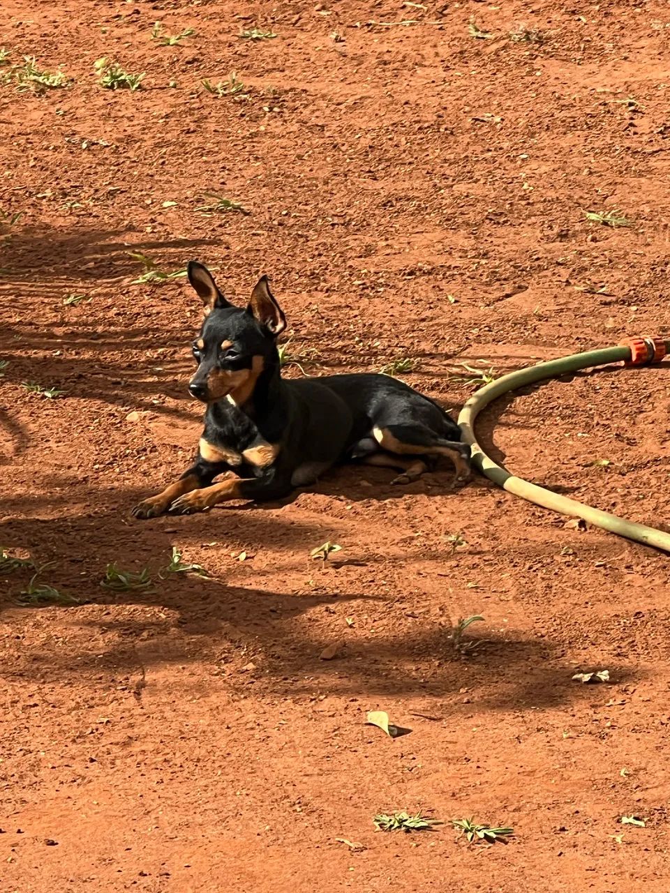 Vendo Pinscher  - Foto 2
