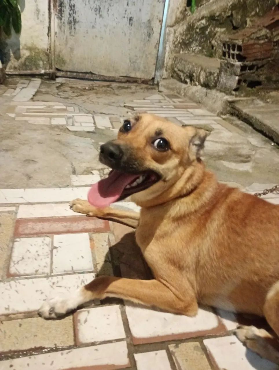 Cachorra viralata ?