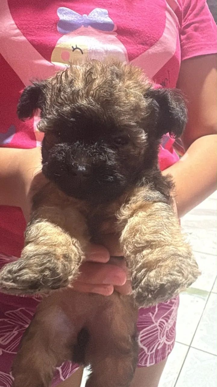 Cachorro poodle
