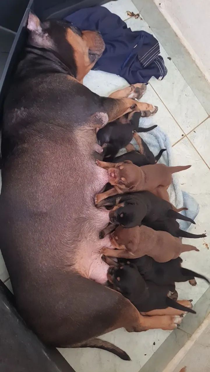 Lindos filhotes de Pitmonster Vs Rottweiler 