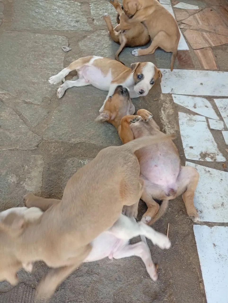 Doação de cachorro ZAP * - Foto 4