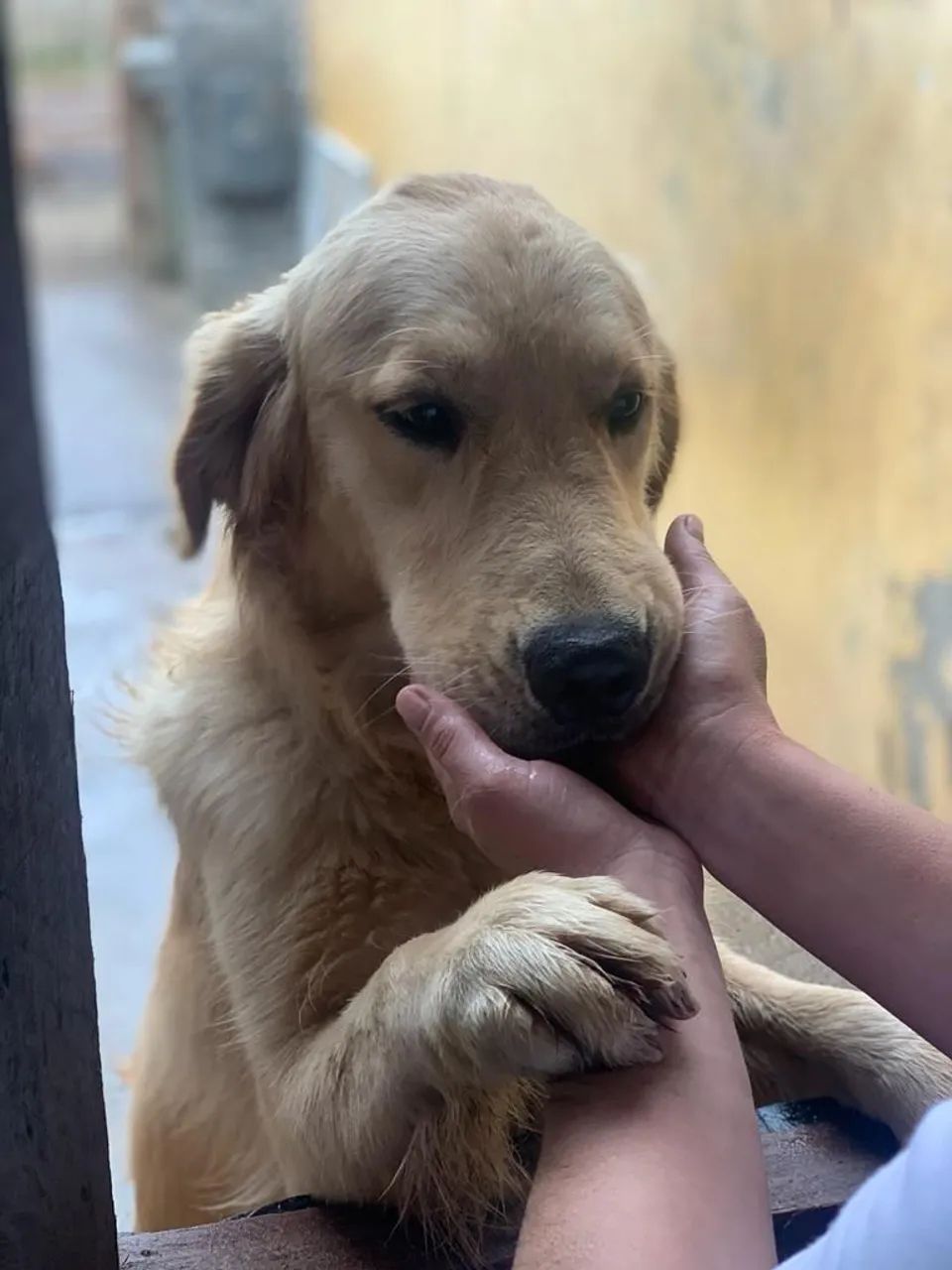 Filhotes de golden retrivier  - Foto 4