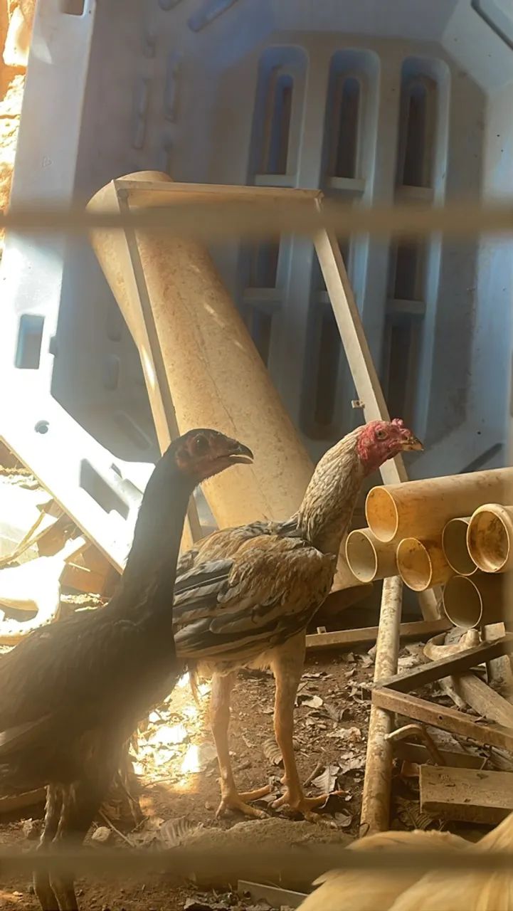 Frango pedrez
