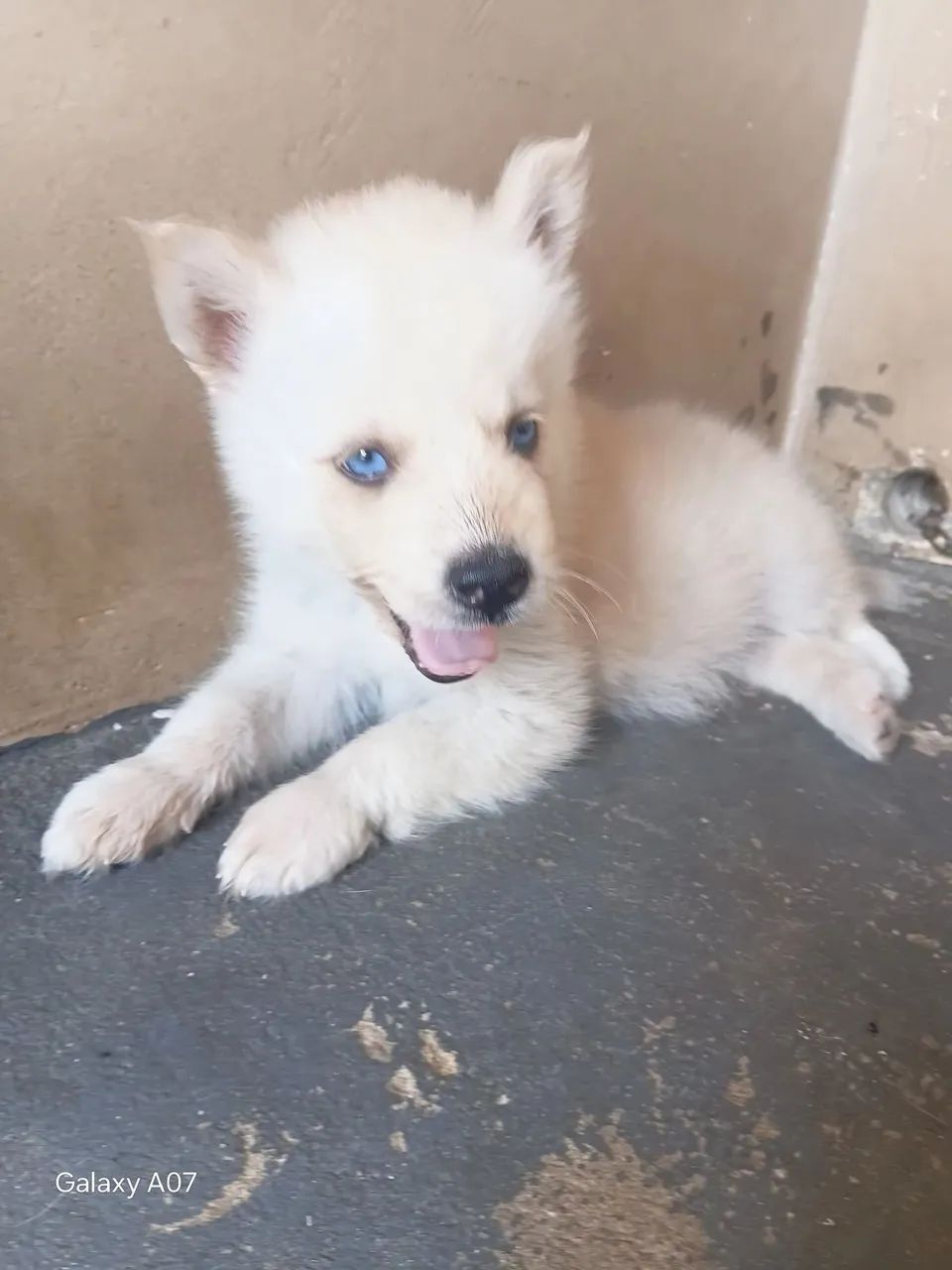 Husky siberiano  - Foto 2