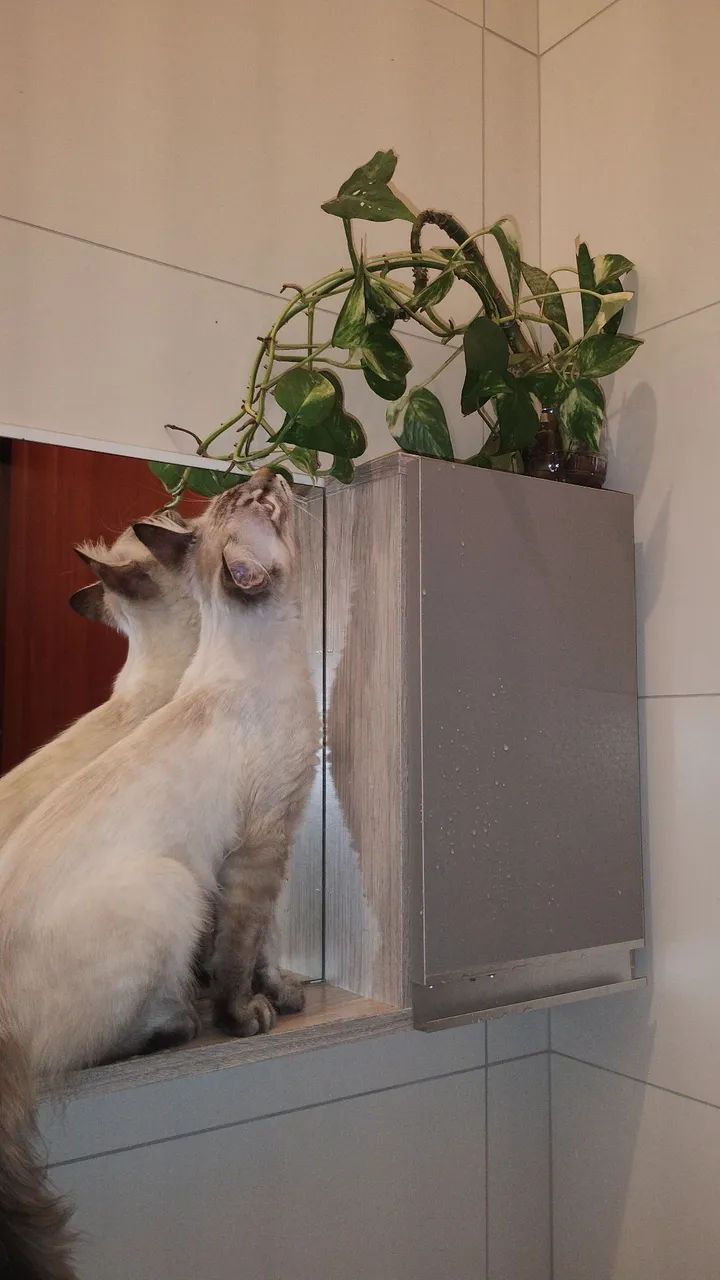 Gatinho macho para adoção responsável  - Foto 3