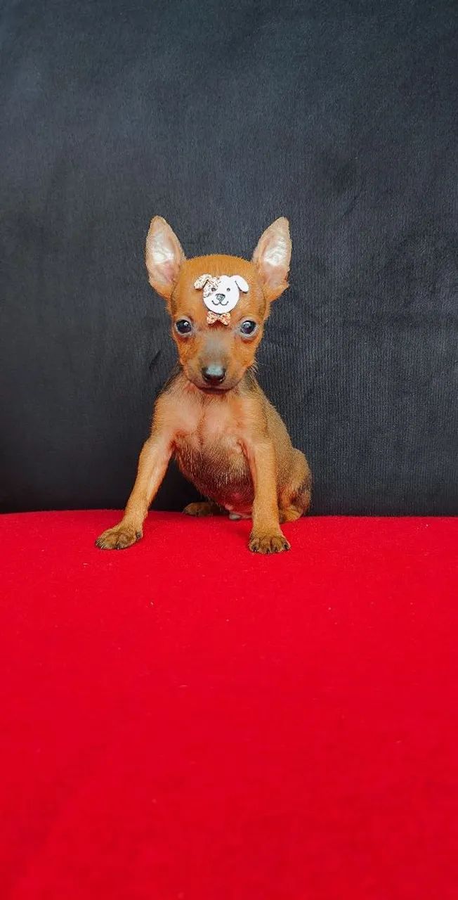 Pinscher fêmea e macho disponível  - Foto 3
