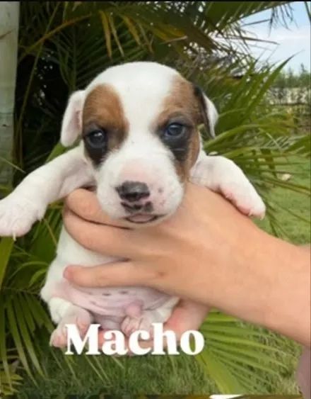 Jack Russel  - Foto 5