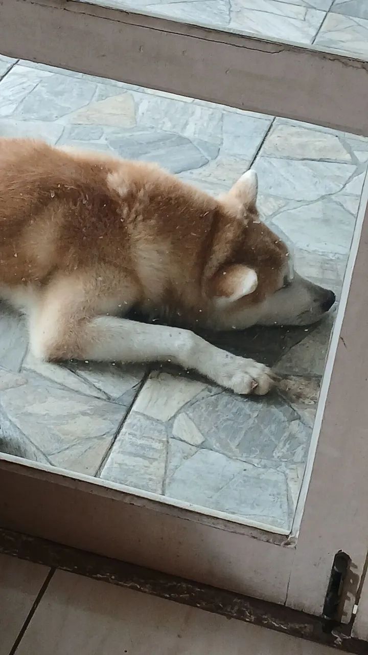 Akita - Foto 2