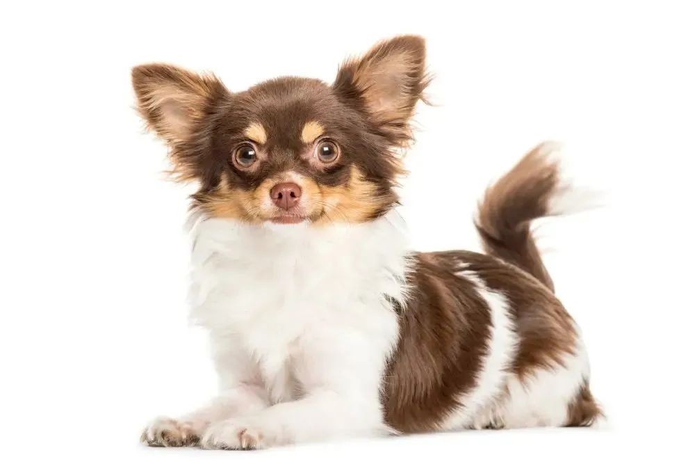Chihuahuas ( micros) - Foto 3