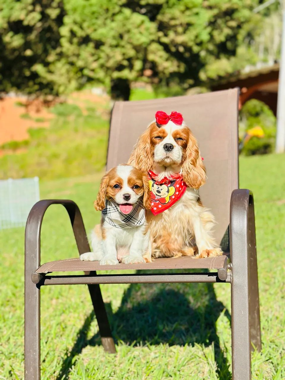 Cavalier king charles - Foto 3