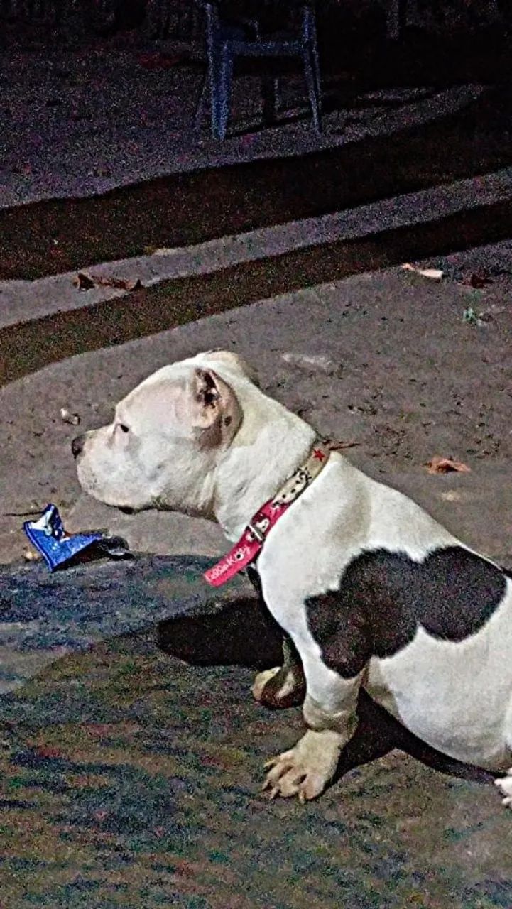 Pit monster  - Foto 2