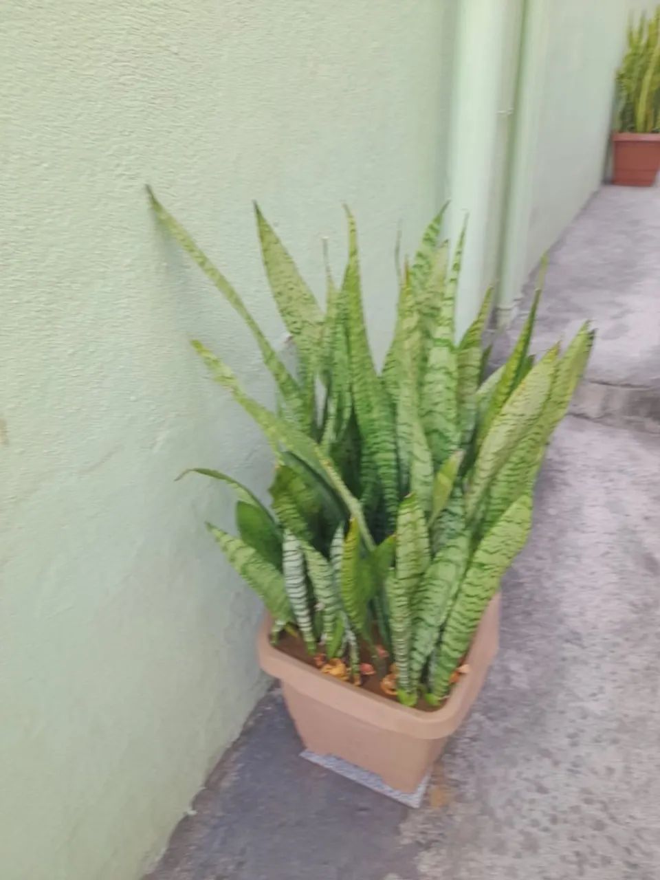 Planta Espada de São Jorge