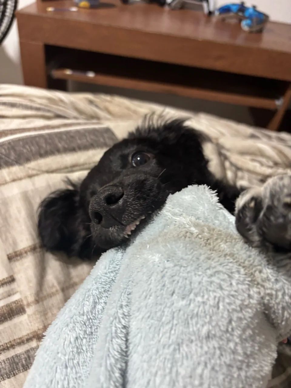 Filhote de Cachorro