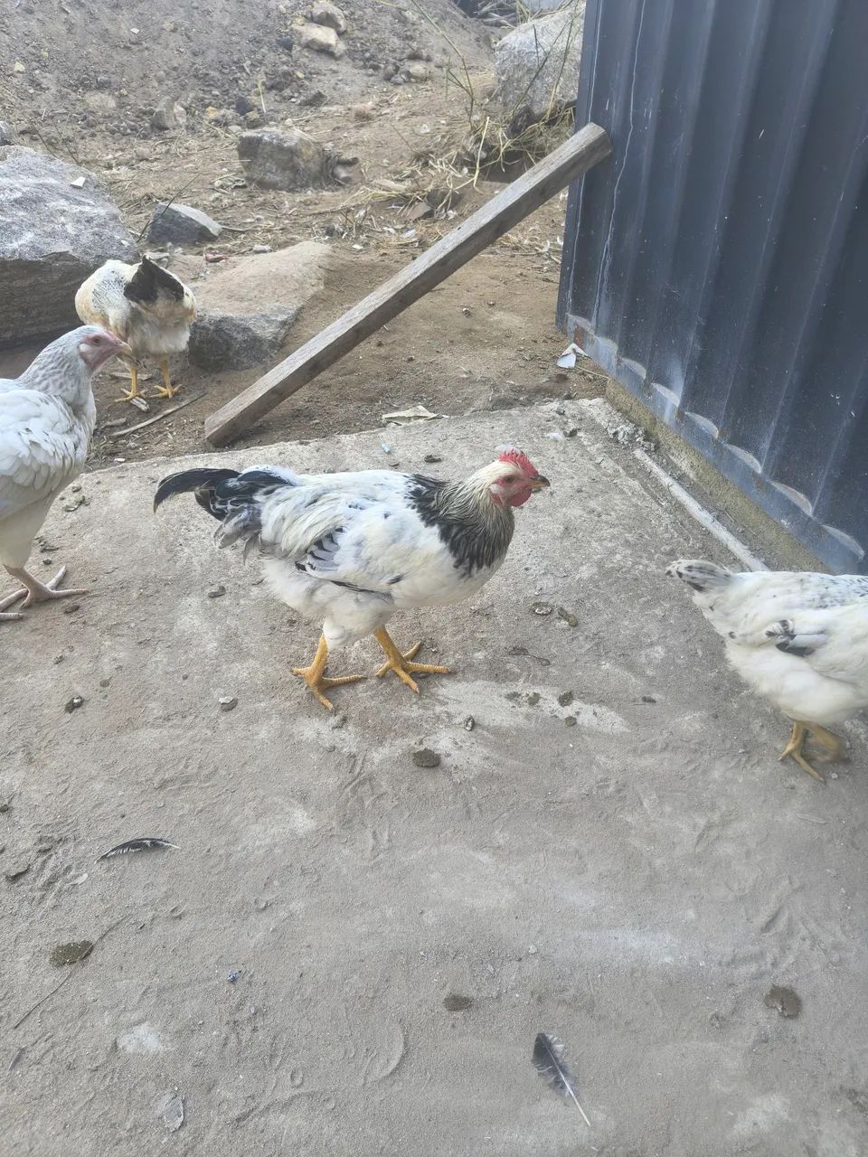 Frango galinha galo GSC  nascido de ovo azul 5 meses - Foto 6