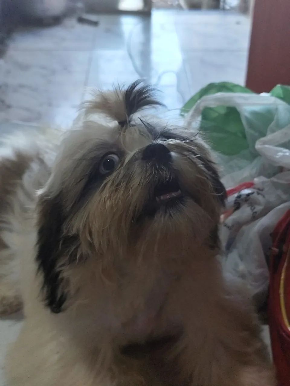 Shitzu macho  - Foto 2
