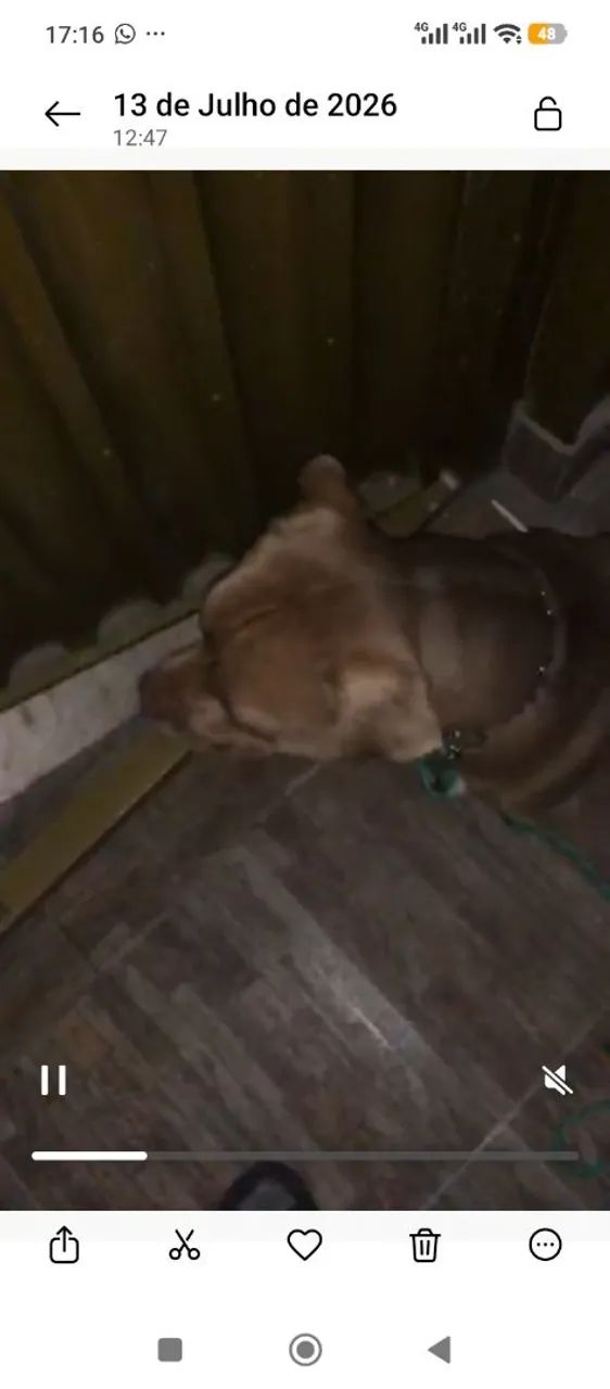 cachorro pit bul 