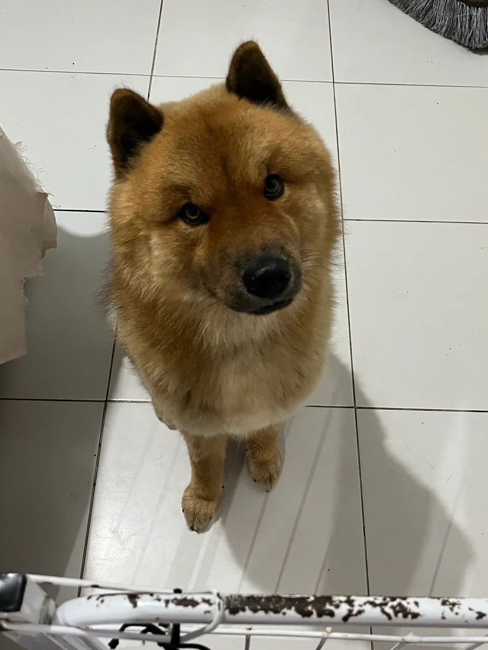 Cachorro Husky com Chow Chow para cruzar  - Foto 4