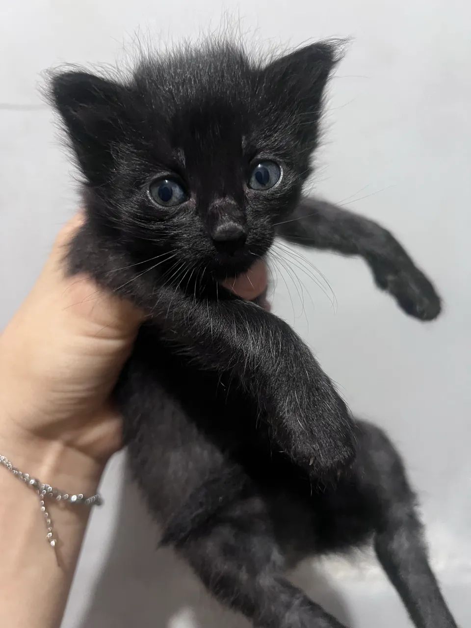 Gatos para adoção  - Foto 2