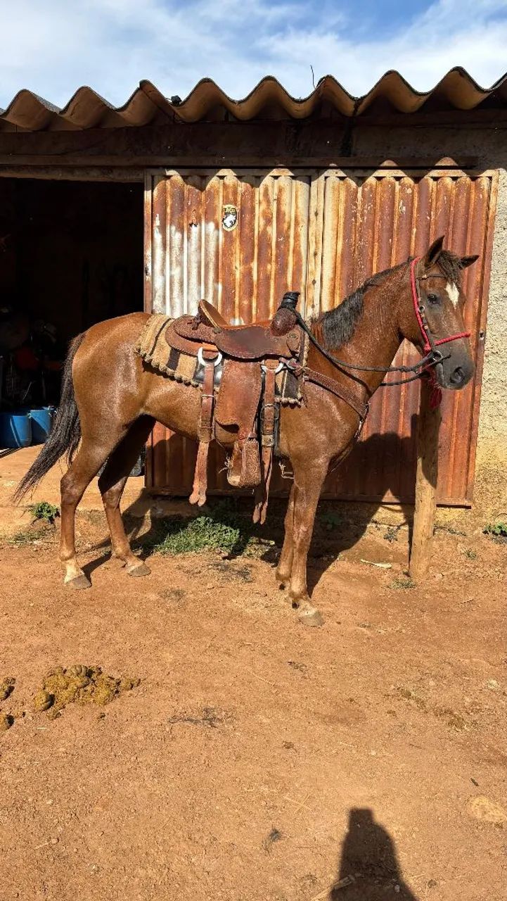 Cavalo de lida , manso  - Foto 3