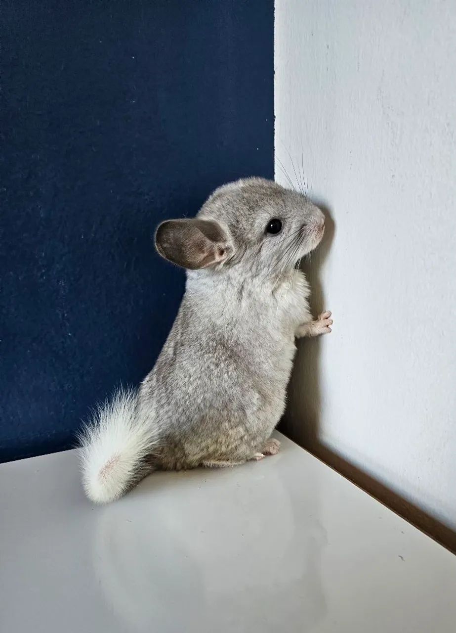 Chinchila fêmea