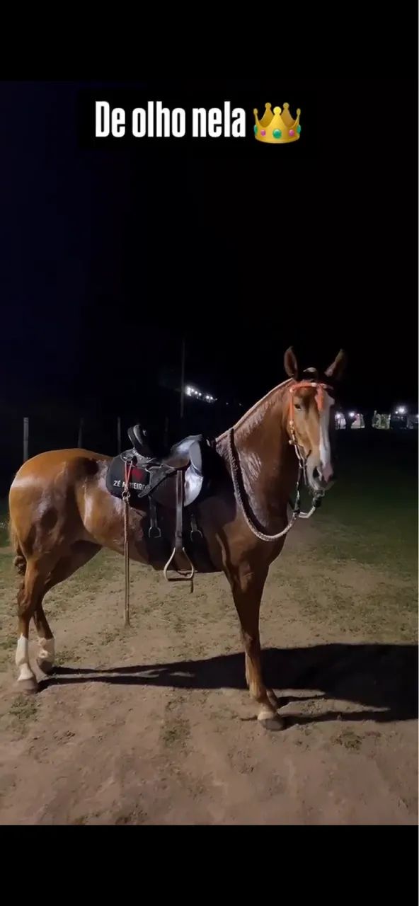 Vendo égua mangalarga marchador