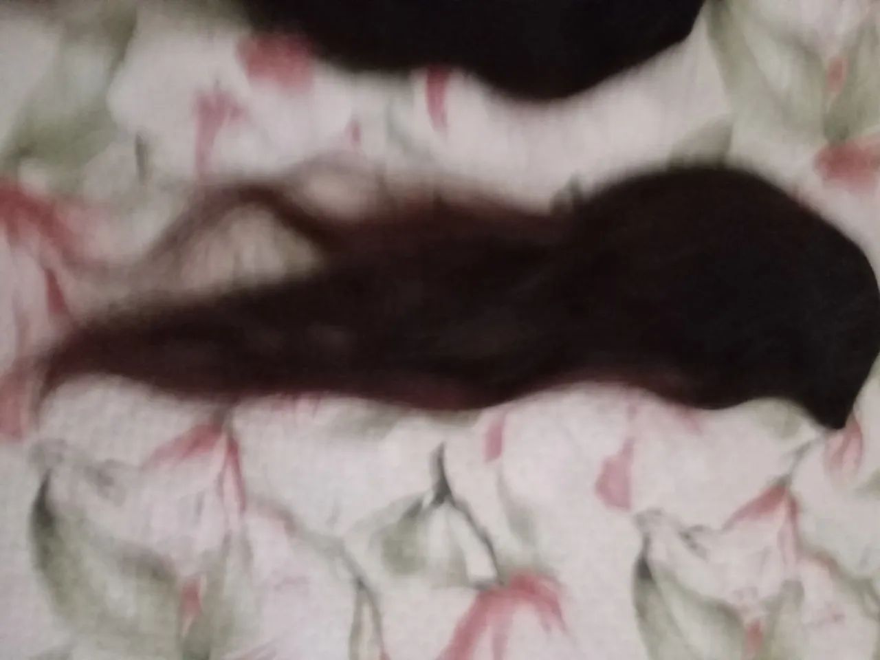 Cabelo humano
