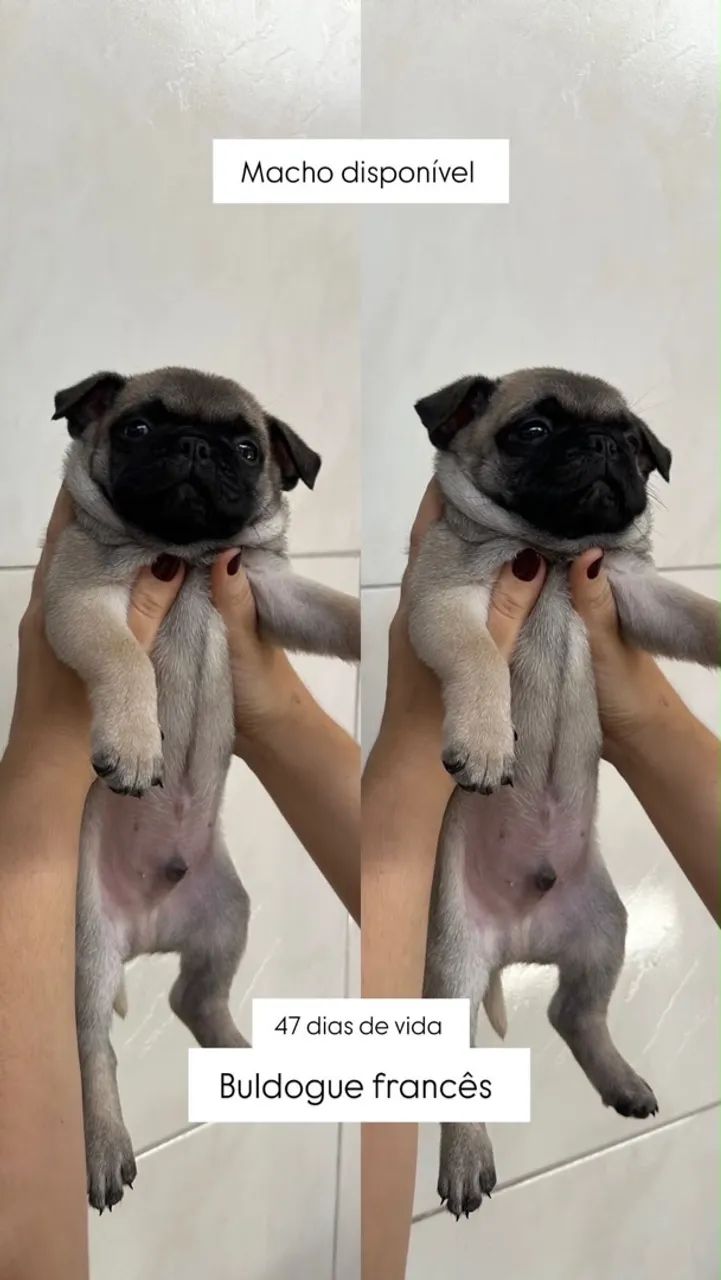 cachorro  - Foto 4