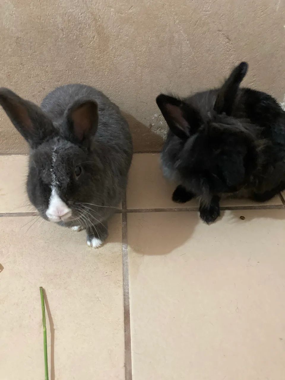 Doação dois Coelhos Machos  - Foto 4