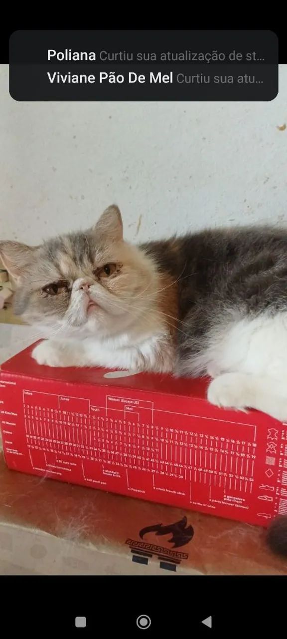 Gatos  - Foto 4
