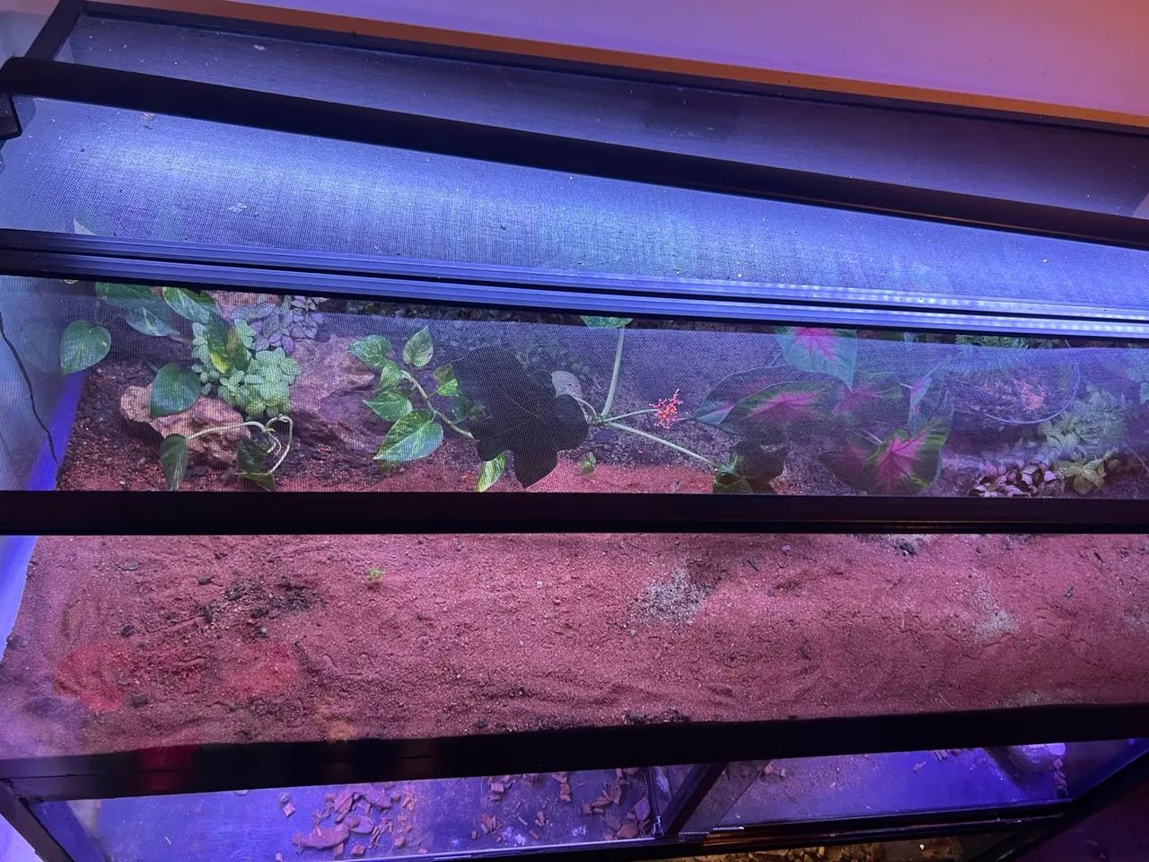 Terrario - Foto 4