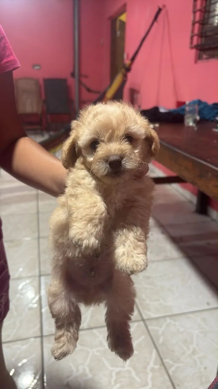 Cachorro poodle - Foto 2