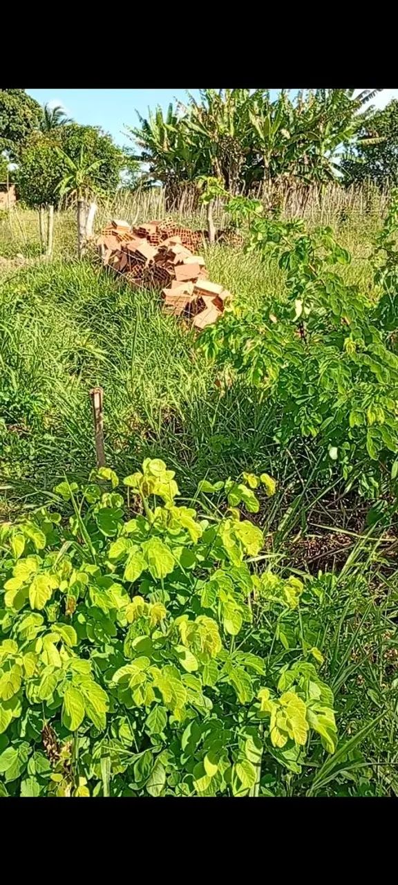Terreno em areia branca  - Foto 4