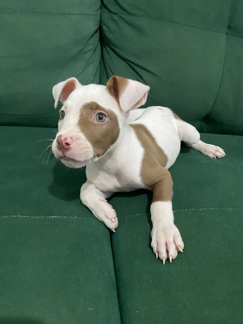 Filhote de Pitbull  - Foto 2