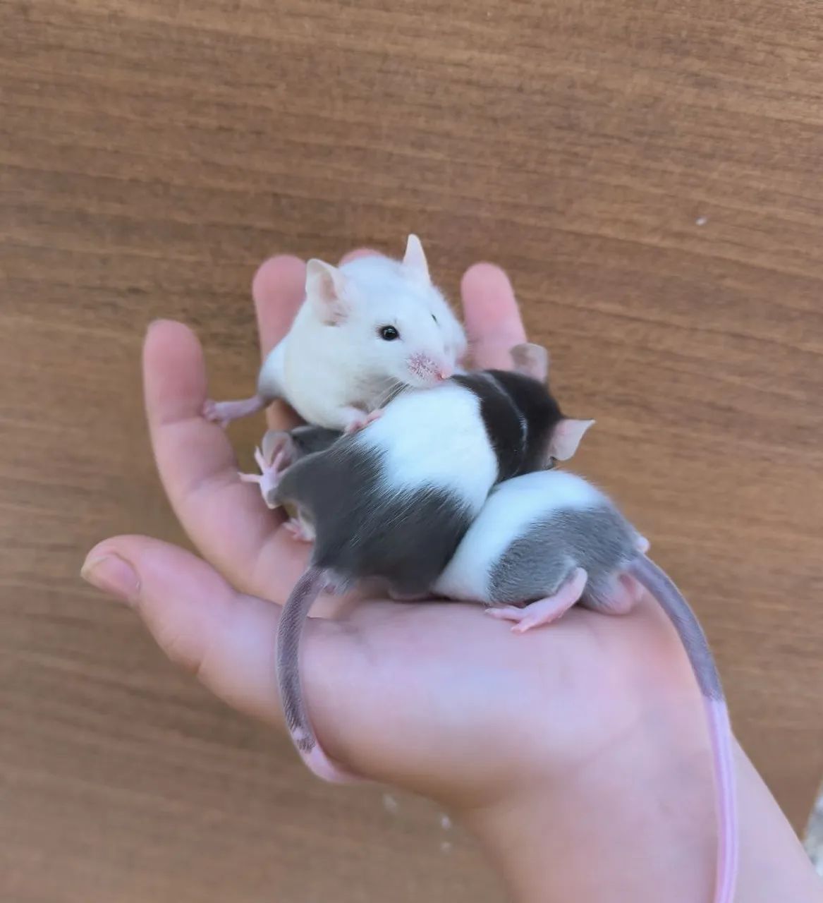 Camundongos para pet ou alimentação para animais não convencionais - Foto 6