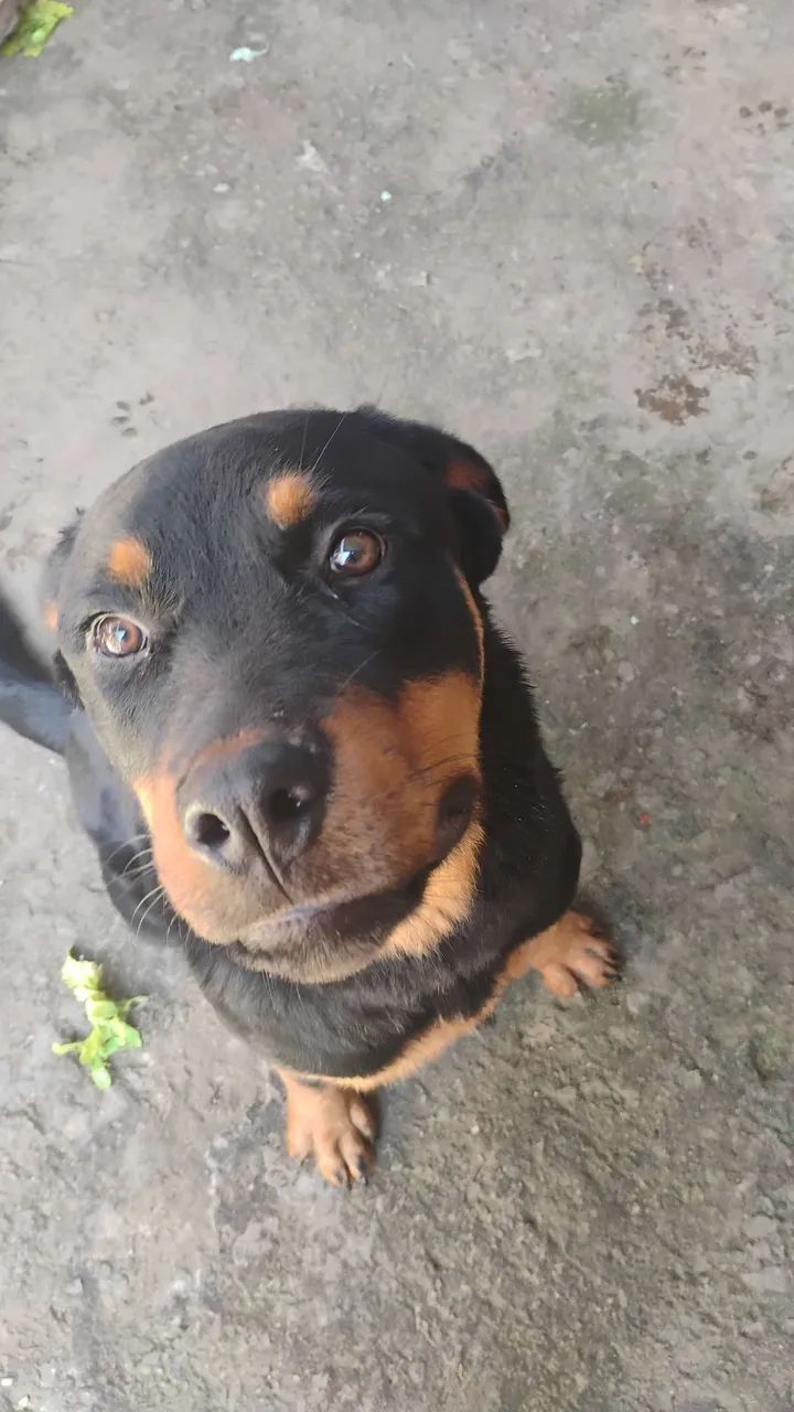 Rottweiler 7 meses, macho  - Foto 2