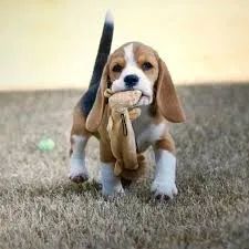 beagle Seu faro