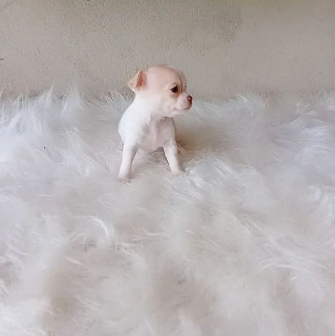 Chihuahua legítimo 