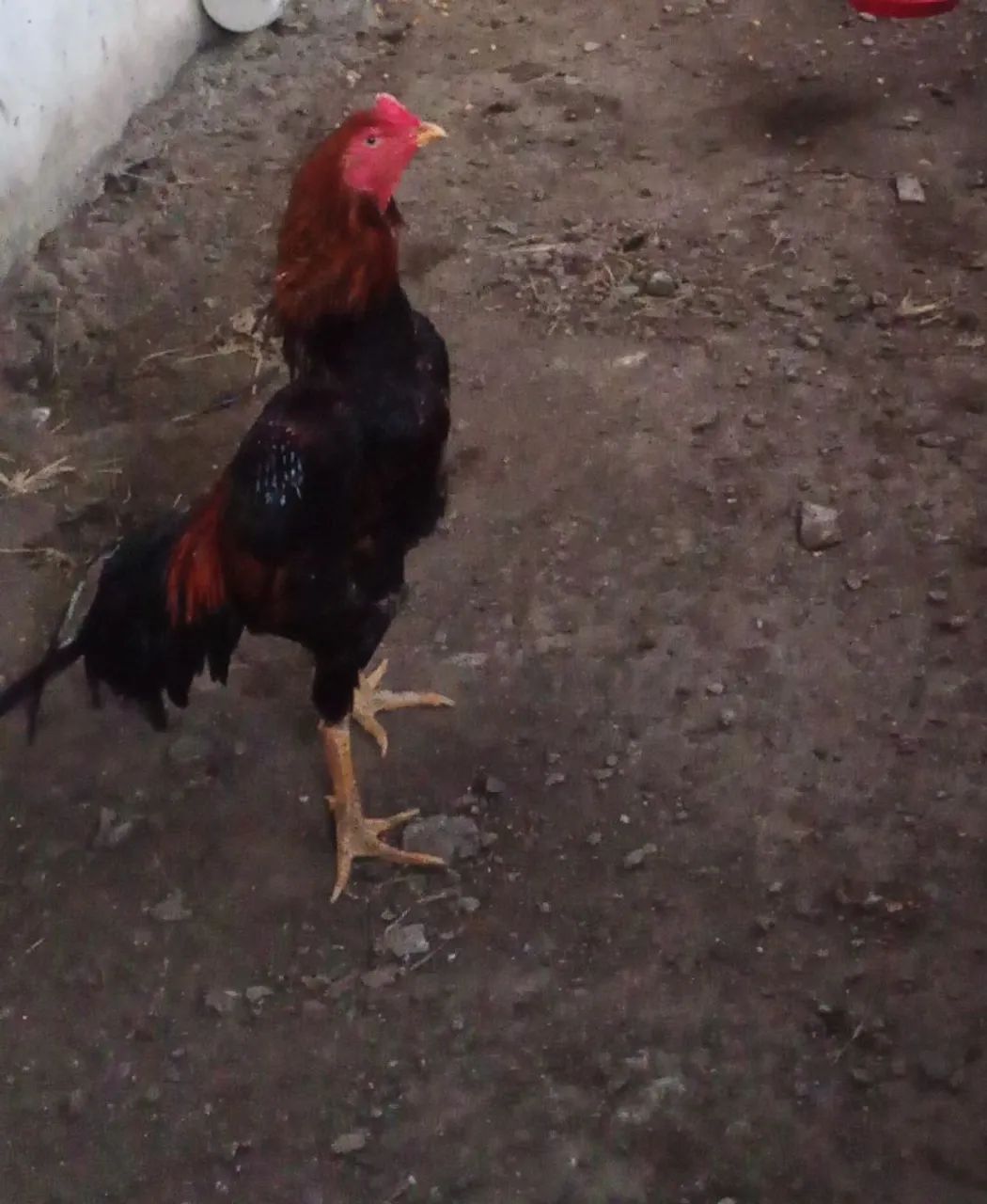 2 FRANGOS DE RAÇA 